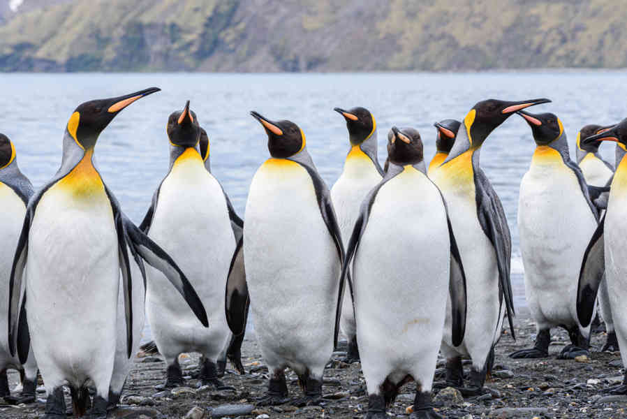 Pingüino Rey - islas Georgias del Sur 094.jpg
